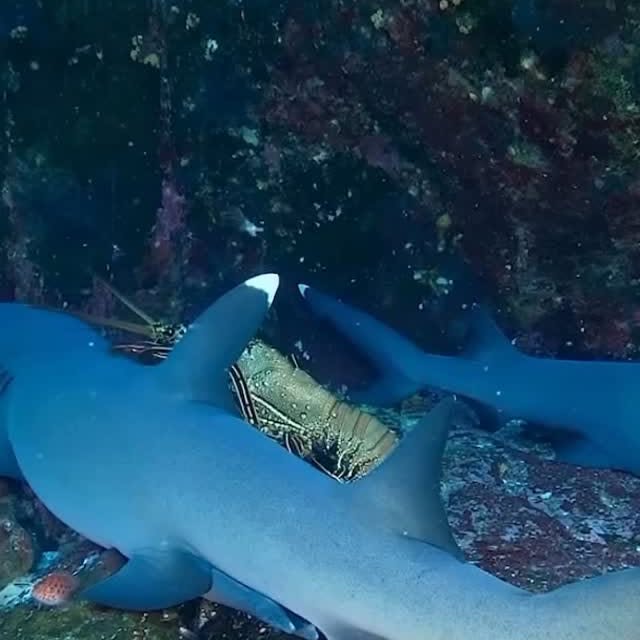  .......s.images   'recent posts' 