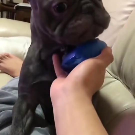  ..........ldogs_only   'recent posts' 