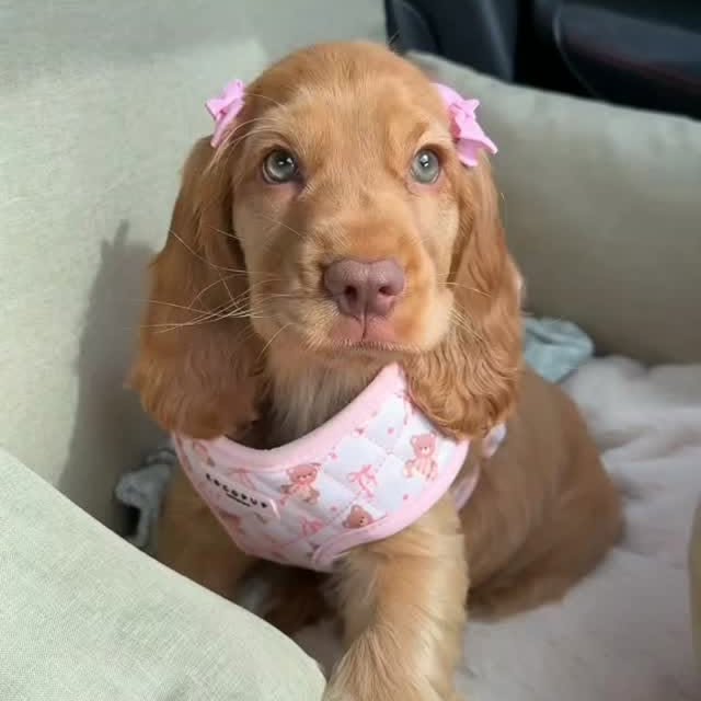  ....ofk9   'recent posts' 