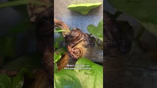  .....rthTv  'recent videos' 