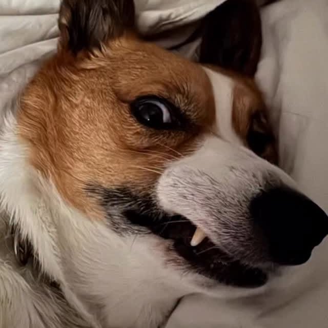  .....corgis   'recent posts' 