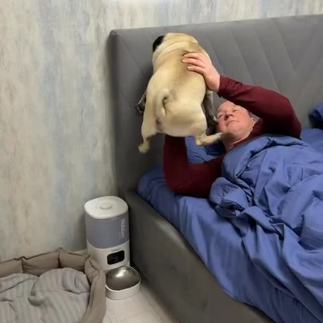  .....of.pug   'recent posts' 