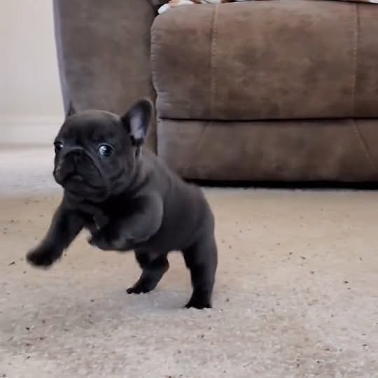  ..........ldogs_only   'recent posts' 