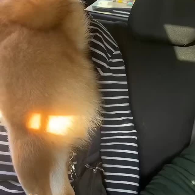  .........onanimals   'recent posts' 