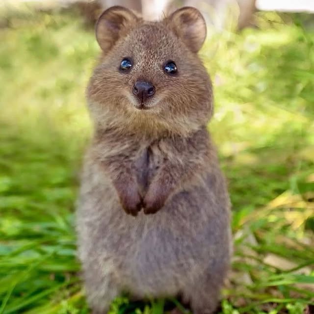  ......quokkas   'recent posts' 