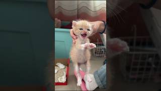  ......teCats  'recent videos' 