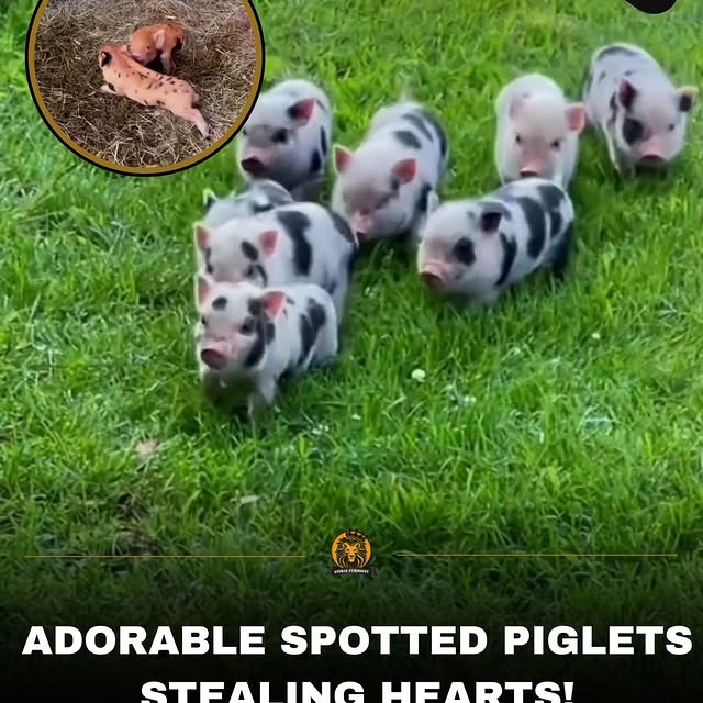  ........uriosity   'recent posts' 