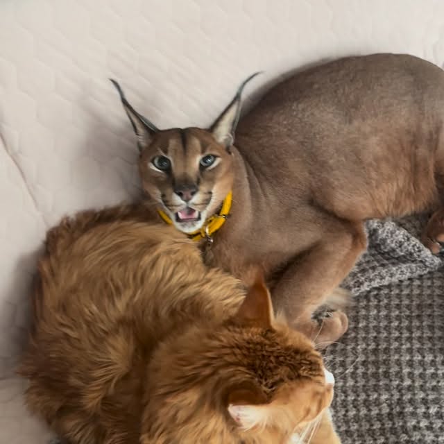  ......aracal   'recent posts' 