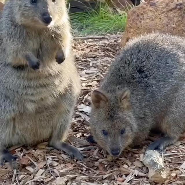  ......quokkas   'recent posts' 