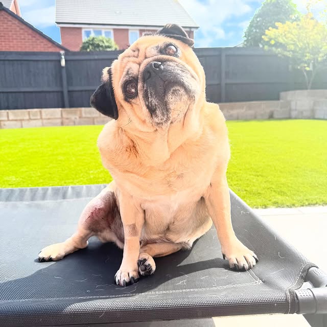  .......elazypug   'recent posts' 