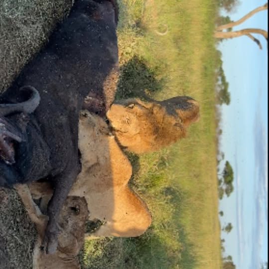  .........._sightings   'recent posts' 