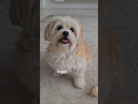  ..ni  'recent videos' 