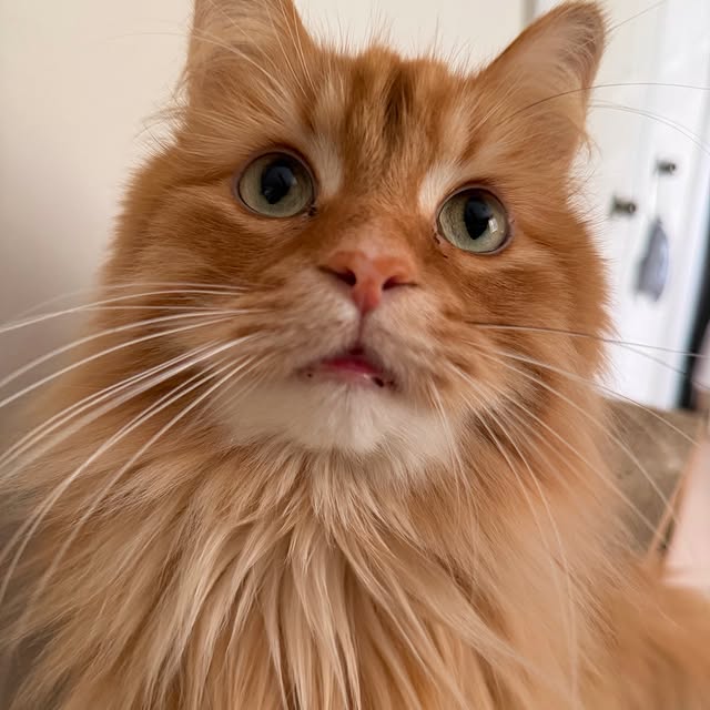  .........tofficial   'recent posts' 