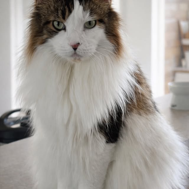  ......adamus   'recent posts' 