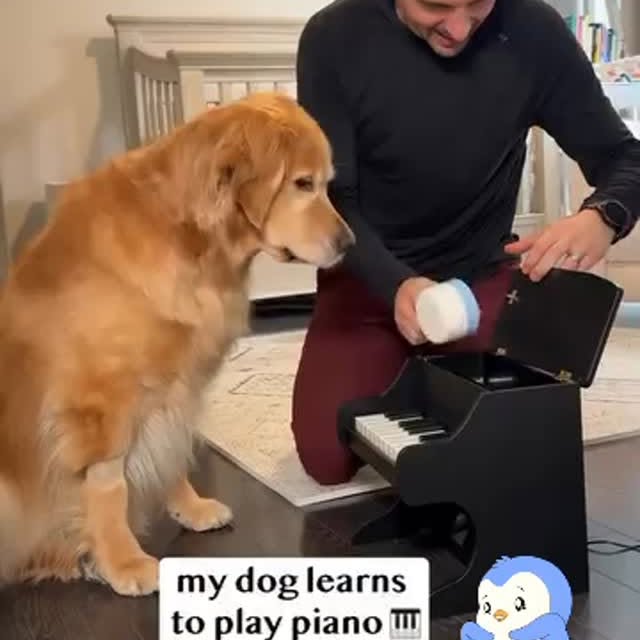  .........onanimals   'recent posts' 