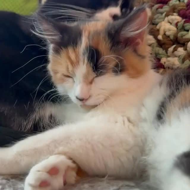  .........tofficial   'recent posts' 