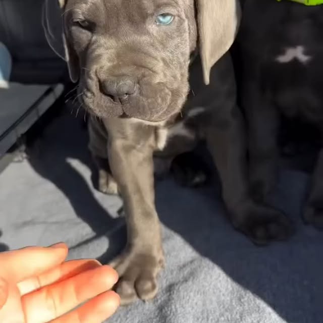  .........pet_world   'recent posts' 