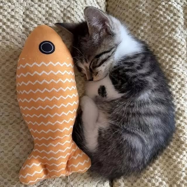  .....kuties   'recent posts' 