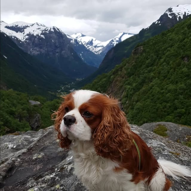  .......superdog   'recent posts' 