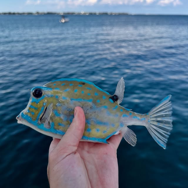  ........sfishing   'recent posts' 