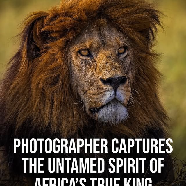  .....fever   'recent posts' 