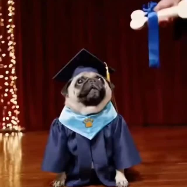  .....of.pug   'recent posts' 