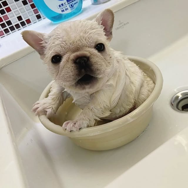  ..........ldogs_only   'recent posts' 