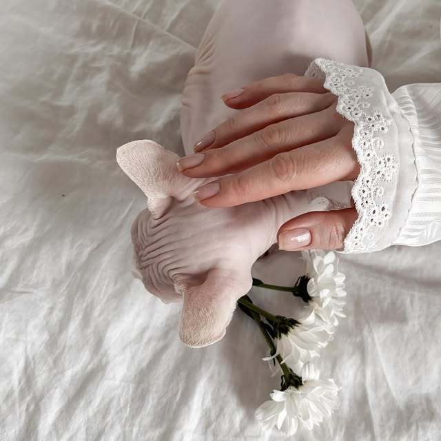  ......sphynx   'recent posts' 