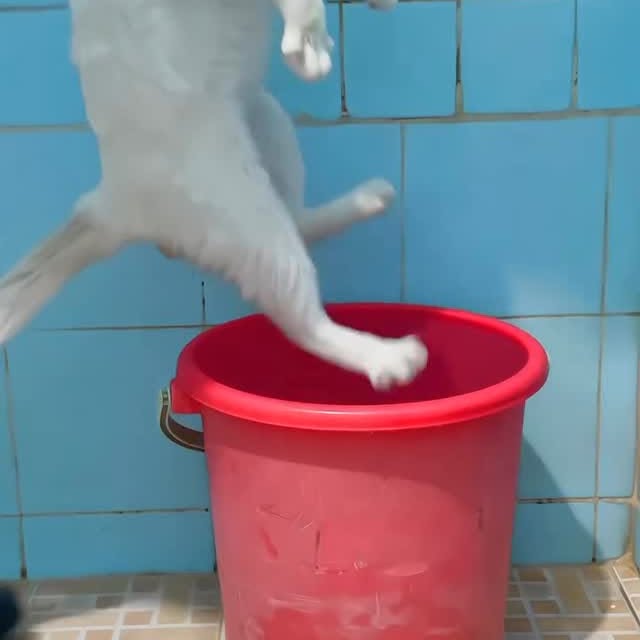  ..........ens_animal   'recent posts' 