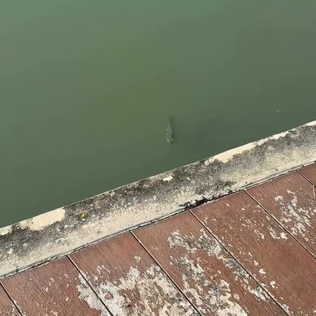  ..........ylefishing   'recent posts' 