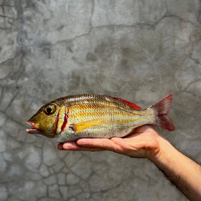  .......carrillo   'recent posts' 