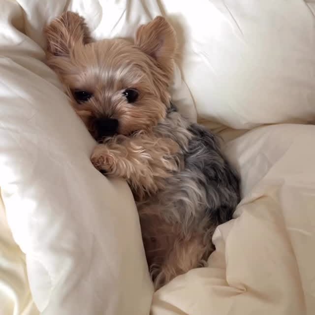  .......uapuppy   'recent posts' 