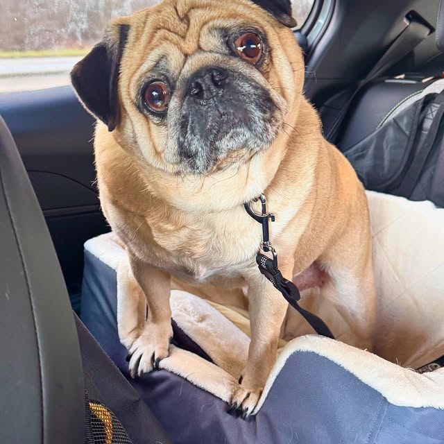  .......elazypug   'recent posts' 