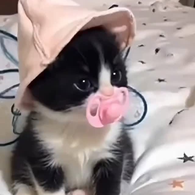  .......skittens   'recent posts' 