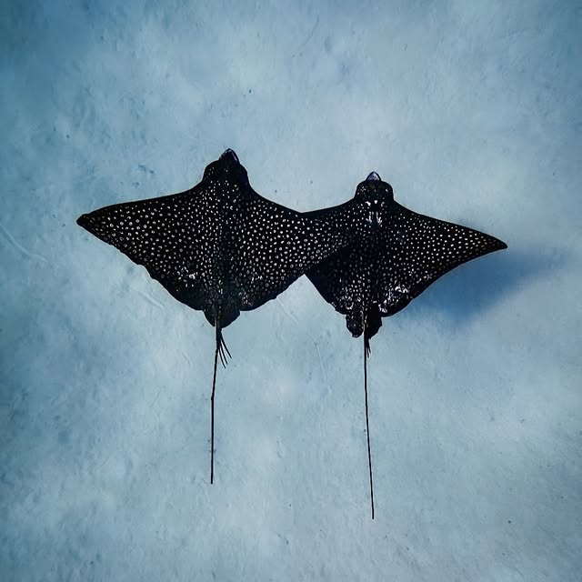  ......uecoast   'recent posts' 