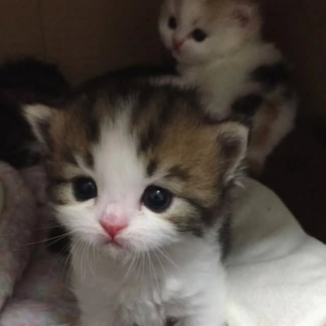  .....virals   'recent posts' 