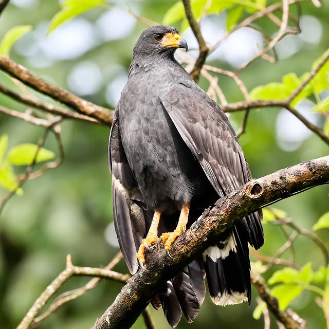  .....yland   'recent posts' 