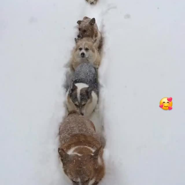  .....corgis   'recent posts' 