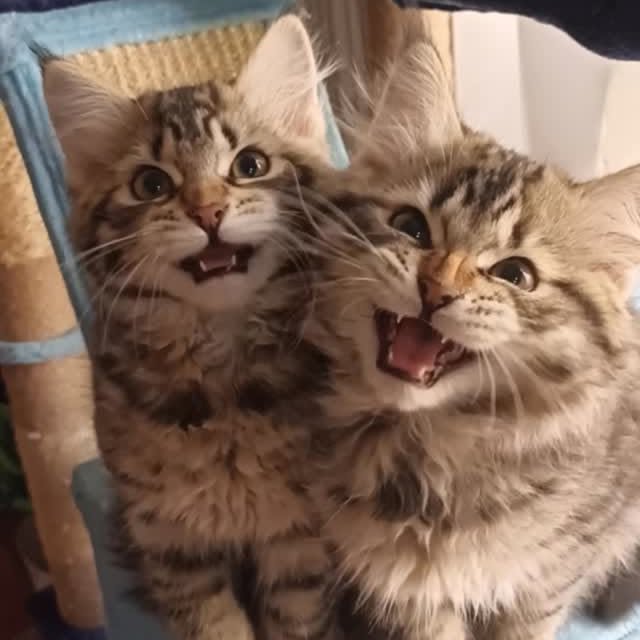  ......kekkek   'recent posts' 