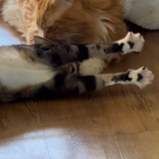  ......adamus   'recent posts' 