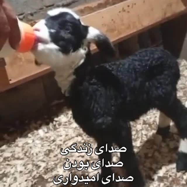  .........lavanzadeh   'recent posts' 