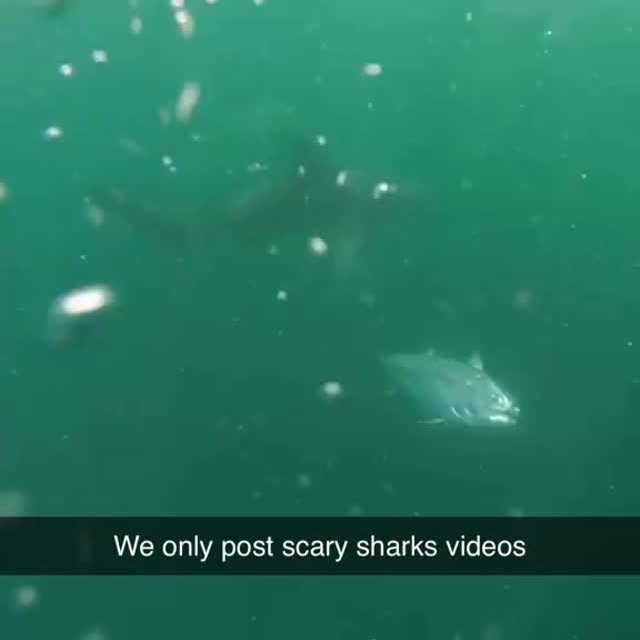  .........arkattacks   'recent posts' 