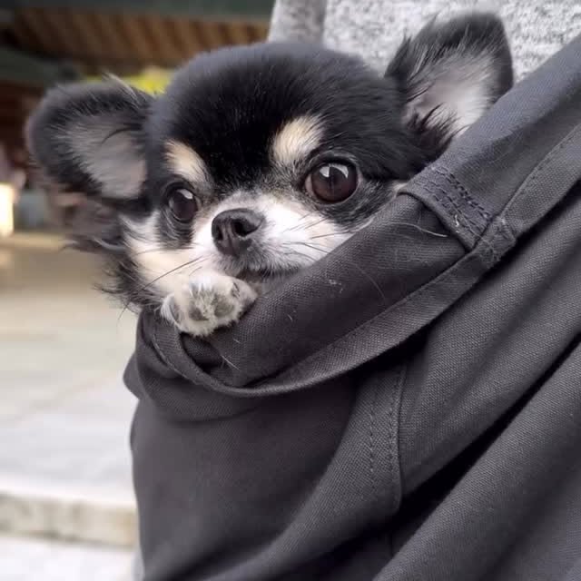  .......uapuppy   'recent posts' 