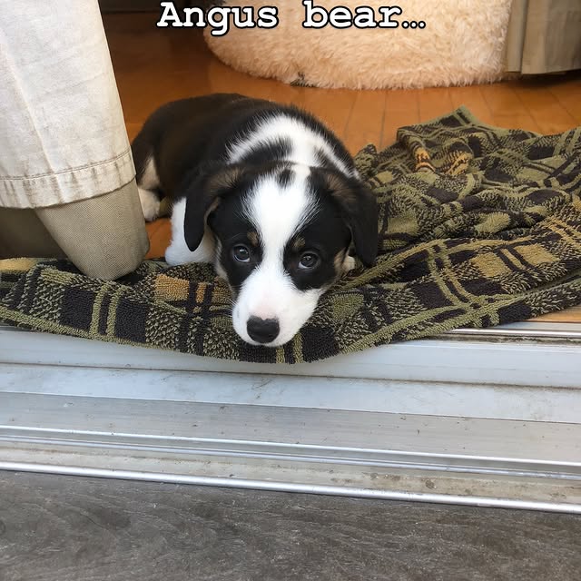  .....corgis   'recent posts' 