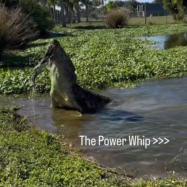  .....lorida   'recent posts' 