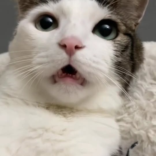  ...........irmouthopen   'recent posts' 