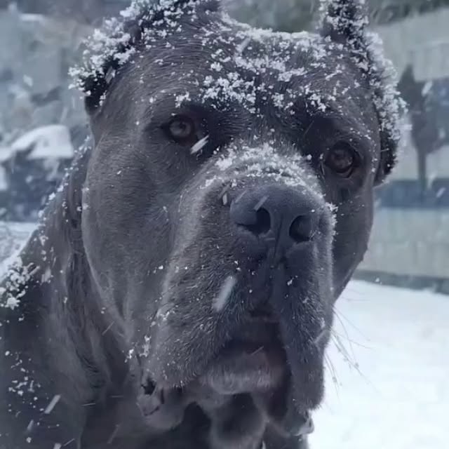  .........pet_world   'recent posts' 