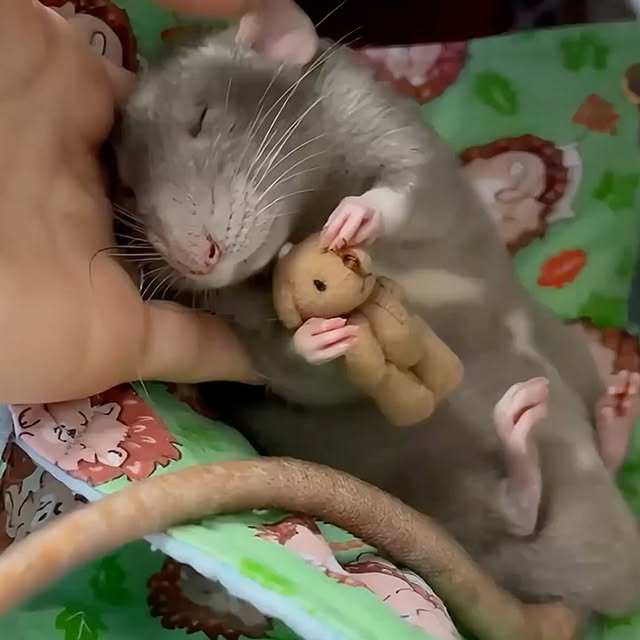  ........malsgram   'recent posts' 