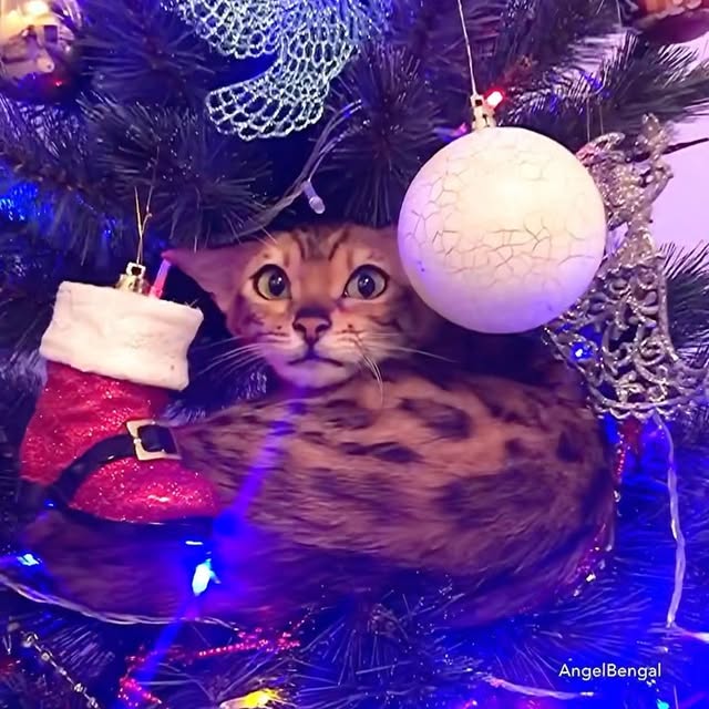  .....bengal   'recent posts' 