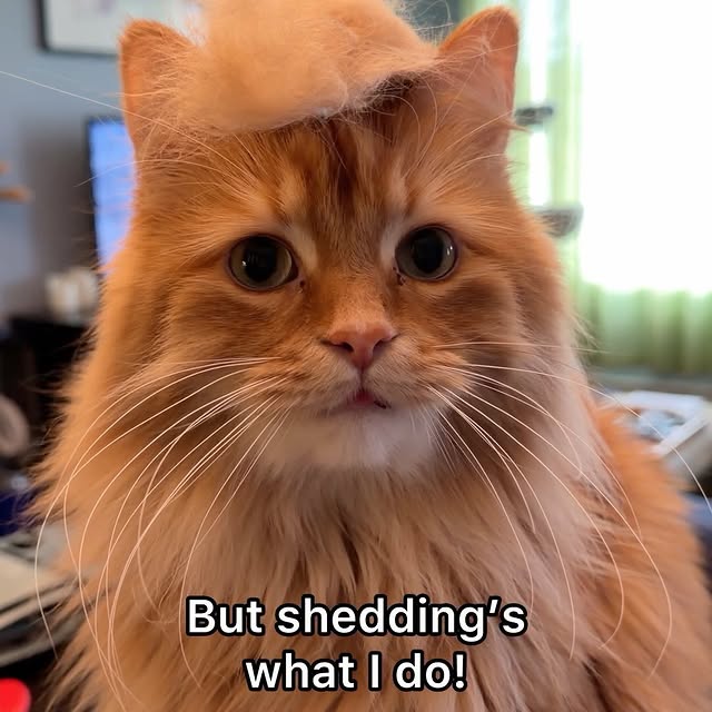  .........tofficial   'recent posts' 